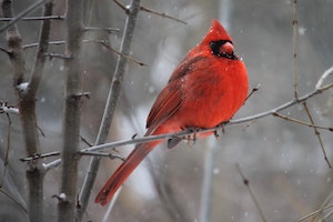 photo of cardinal