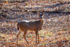 photo of white-tailed deer