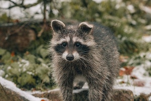 photo of raccoon