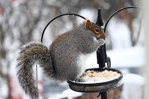 photo of gray squirrel