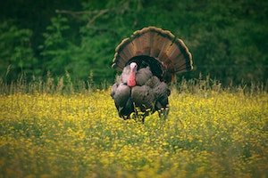 photo of wild turkey